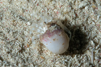 Iridopagurus reticulatus (Reticulated Hermit Crab)