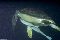 Echeneis neucratoides (Whitefin Sharksucker)