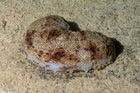 Holothuria cubana (Grub Sea Cucumber)