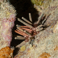 Eucidaris tribuloides (Slatepencil Urchin)