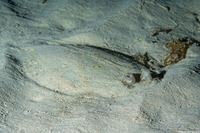 Bothus maculiferus (Maculated Flounder)