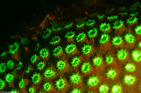 Madracis pharensis (Star Coral)