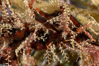 Thyroscyphus ramosus (Algae Hydroid)
