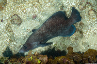 Rypticus saponaceus (Greater Soapfish)