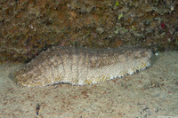 Astichopus multifidus (Furry Sea Cucumber)