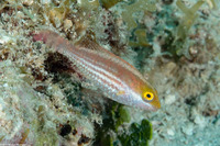 Sparisoma atomarium (Greenblotch Parrotfish)