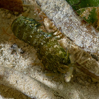 Neogonodactylus oerstedii (Swollenclaw Mantis Shrimp)