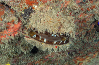 Spondylus americanus (Atlantic Thorny Oyster)
