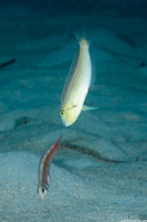 Xyrichtys martinicensis (Rosy Razorfish)