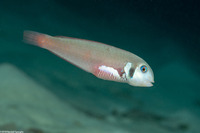 Xyrichtys martinicensis (Rosy Razorfish)