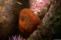 Anarrhichthys ocellatus (Wolf-Eel)