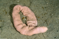 Urechis caupo (Fat Innkeeper Worm)