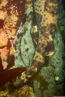 Cephaloscyllium ventriosum (Swell Shark)