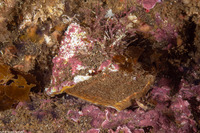Megastraea undosa (Wavy Turban Snail)