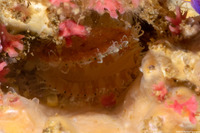 Chlamys rubida (Pacific Pink Scallop)