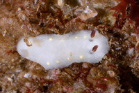 Cadlina flavomaculata (Yellow-Spot Cadlina)