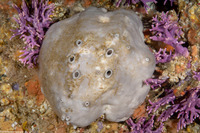 Spheciospongia confoederata (Gray Moon Sponge)
