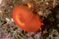 Berthellina ilisima (Orange Blob)