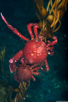 Taliepus nuttallii (Southern Kelp Crab)