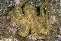 Octopus bimaculatus (Two-Spot Octopus)