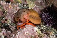 Norrisia norrisi (Norris's Top Snail)