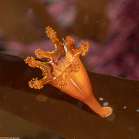 Manania handi (Stalked Jellyfish)