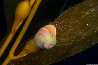Norrisia norrisi (Norris's Top Snail)