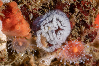 Hermissenda opalescens (Opalescent Nudibranch)