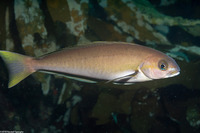 Caulolatius princeps (Ocean Whitefish)