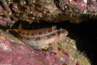 Alloclinus holderi (Island Kelpfish)