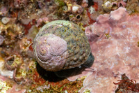 Tegula gallina (Speckled Turban)
