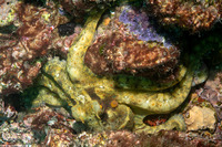 Octopus bimaculatus (Two-Spot Octopus)