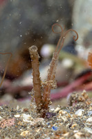 Chaetopteridae sp.1 (Jointed Tubeworm)