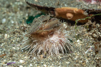 Lytechinus pictus (White Sea Urchin)