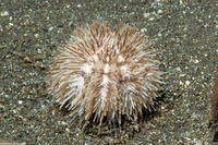 Lytechinus pictus (White Sea Urchin)