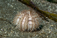 Strongylocentrotus pallidus (White Sea Urchin)