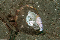 Megastraea undosa (Wavy Turban Snail)