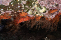 Pachythyone rubra (Red Sea Cucumber)
