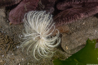 Eudistylia polymorpha (Feather Duster Worm)