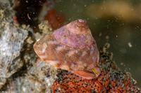 Tegula pulligo (Brown Turban Snail)