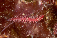 Nephtyidae sp.1 (Bristleworm)