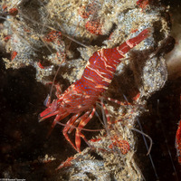 Heptacarpus palpator (Intertidal Coastal Shrimp)