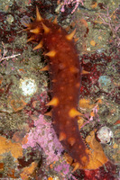 Parastichopus californicus (California Sea Cucumber)