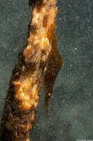 Heptacarpus stylus (Stiletto Shrimp)