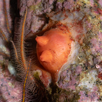 Cnemidocarpa finmarkiensis (Shiny Orange Sea Squirt)