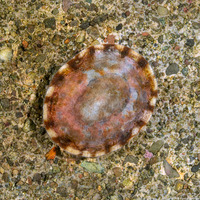 Lottia scutum (Pacific Plate Limpet)
