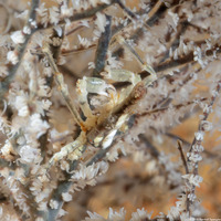 Xenocarcinus conicus (Conical Spider Crab)