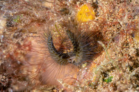 Lygdamis japonicus (Honeycomb Worm)