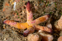 Echinaster luzonicus (Luzon Sea Star)