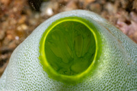 Didemnum molle (Urn Ascidian)